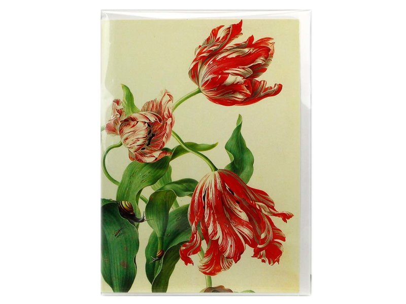 Card, Three Tulips, Henstenburgh