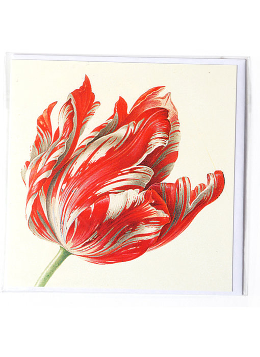 Doppelkarte, drei Tulpen (Detail), Henstenburgh