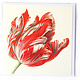 Doble tarjeta, Tres tulipanes (detalle), Henstenburgh