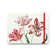 SketchPad, Three Tulips, Merian