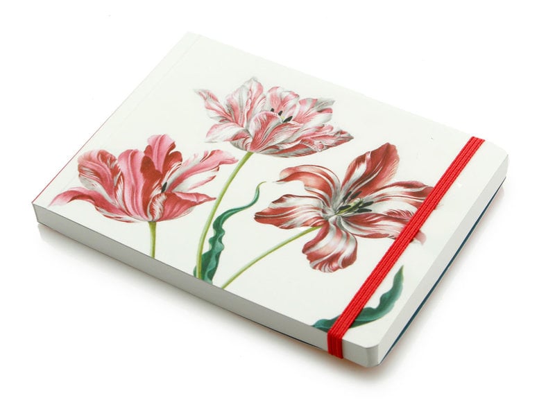Cuaderno de bocetos, Tres tulipanes, Merian