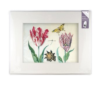 Matted prints with reproduction, XL, Two tulips with shell and insects, Marrel