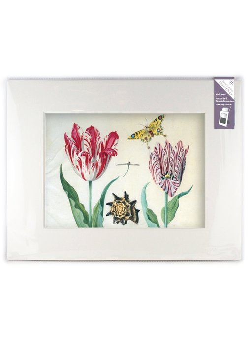 Matted prints with reproduction, XL, Two tulips with shell and insects, Marrel