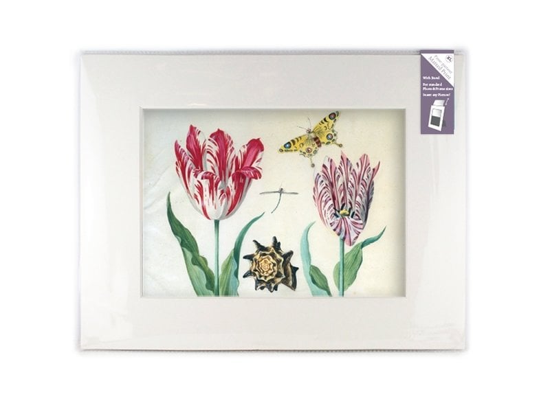 Matted prints with reproduction, XL, Two tulips with shell and insects, Marrel