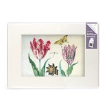 Passe-partout with reproduction, L, Two tulips with shell and insects, Marrel