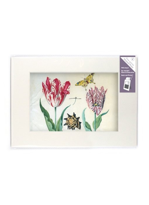 Passe-partout avec reproduction, L, Deux tulipes à coquille et insectes, Marrel