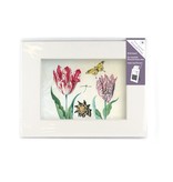 Matted prints  with reproduction, M, Two tulips with shell and insects, Marrel