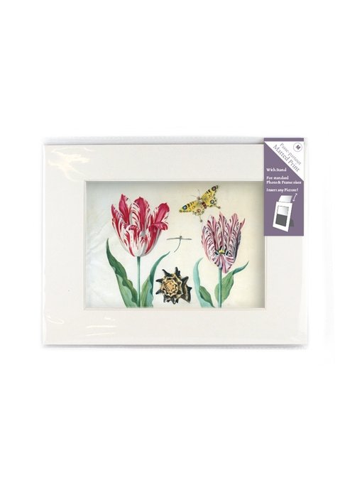 Matted prints with reproduction, M, Two tulips with shell and insects, Marrel