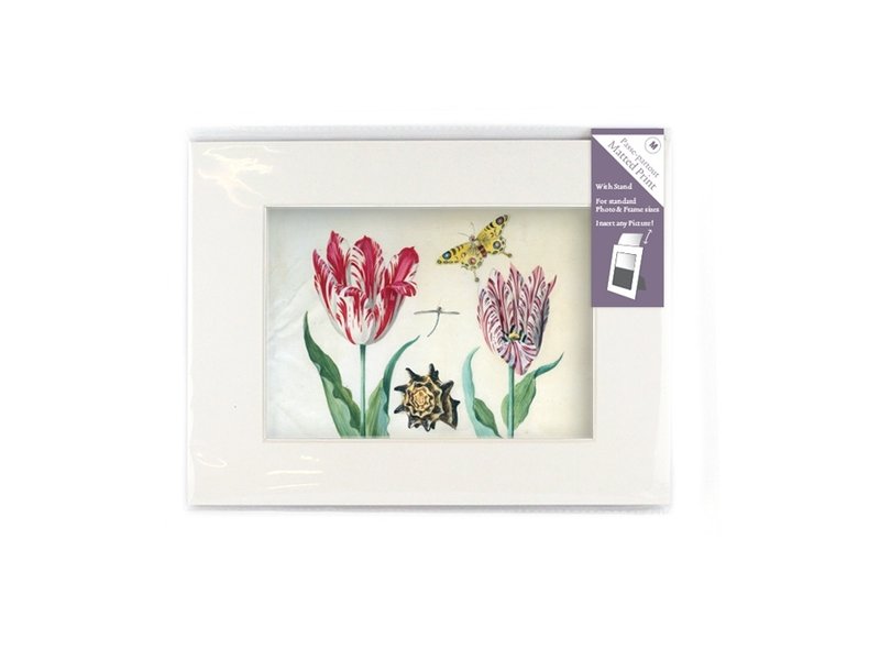 Matted prints  with reproduction, M, Two tulips with shell and insects, Marrel