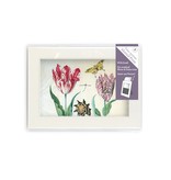 Matted prints  with reproduction, S, Two tulips with shell and insects, Marrel