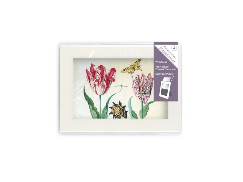 Matted prints  with reproduction, S, Two tulips with shell and insects, Marrel