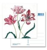 Postal, Tres tulipanes, Merian