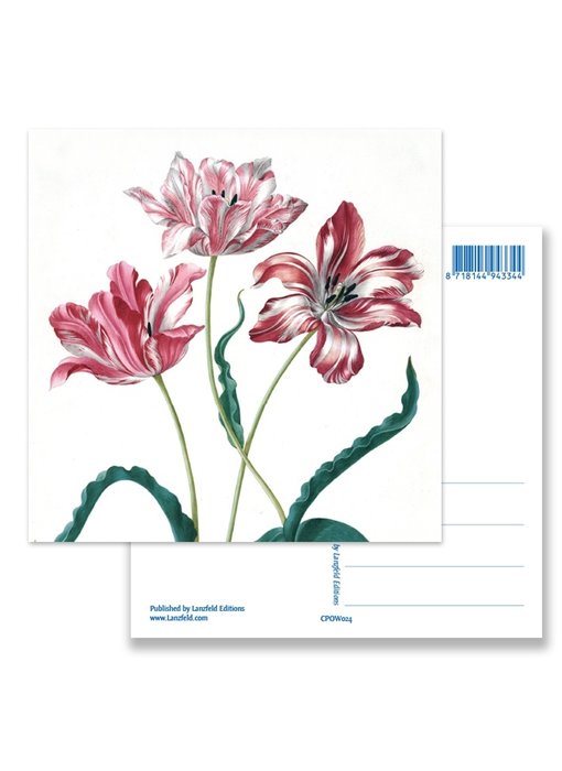 Postal, Tres tulipanes, Merian