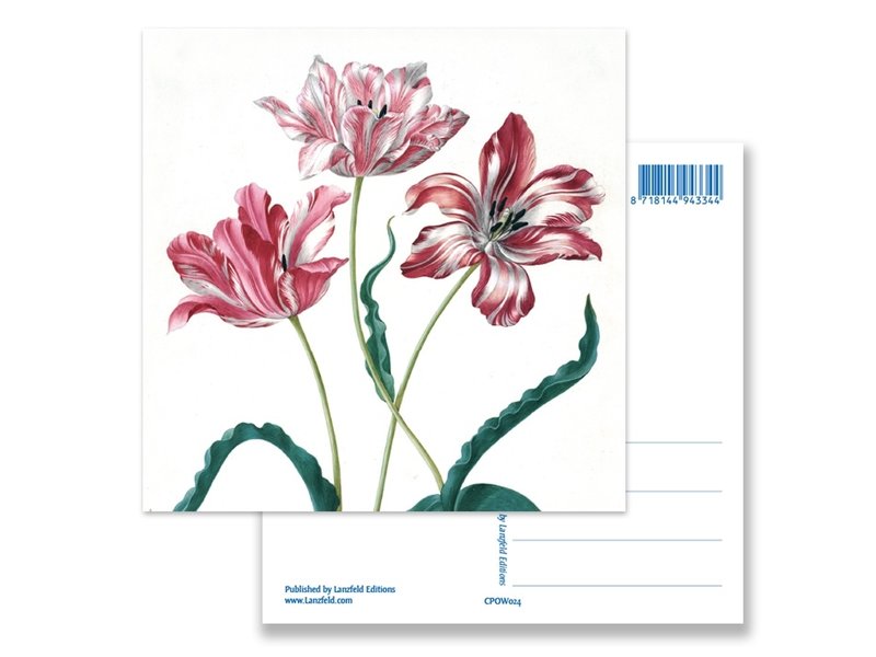 Postal, Tres tulipanes, Merian