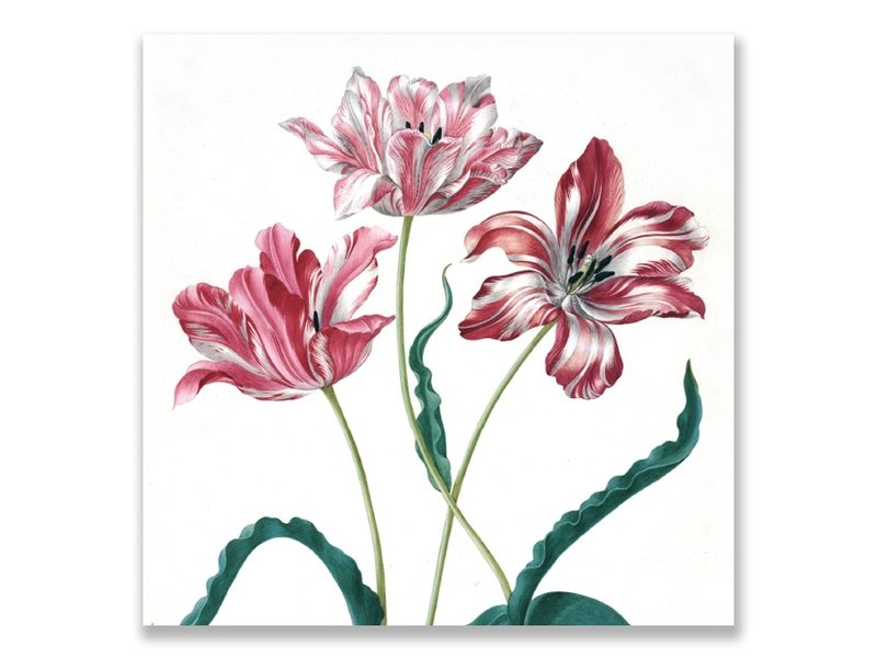 Postal, Tres tulipanes, Merian