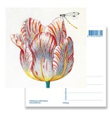 Carte postale, Tulipe blanche avec insecte, Marrel