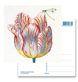 Postal, Tulipán Blanco con Insecto, Marrel