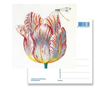 Postal, Tulipán Blanco con Insecto, Marrel