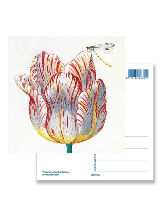 Postal, Tulipán Blanco con Insecto, Marrel