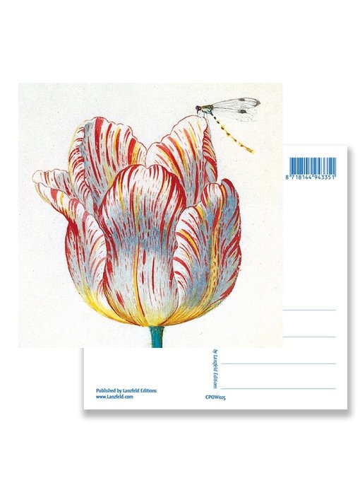 Postcard, White Tulip with Insect, Marrel