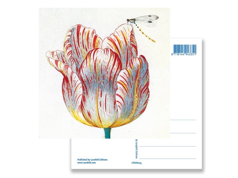 Postal, Tulipán Blanco con Insecto, Marrel