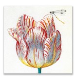 Carte postale, Tulipe blanche avec insecte, Marrel