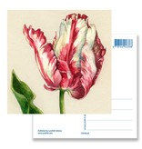 Postal, loro tulipán, Ksenia