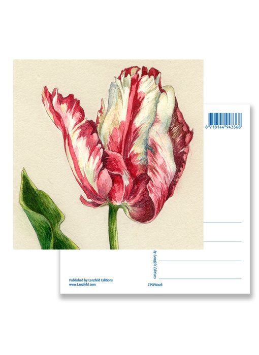 Carte postale, tulipe perroquet, Ksenia