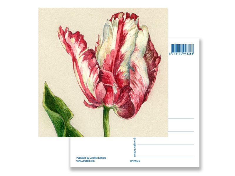 Postal, loro tulipán, Ksenia