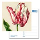 Ansichtkaart, Papegaai tulp, Ksenia
