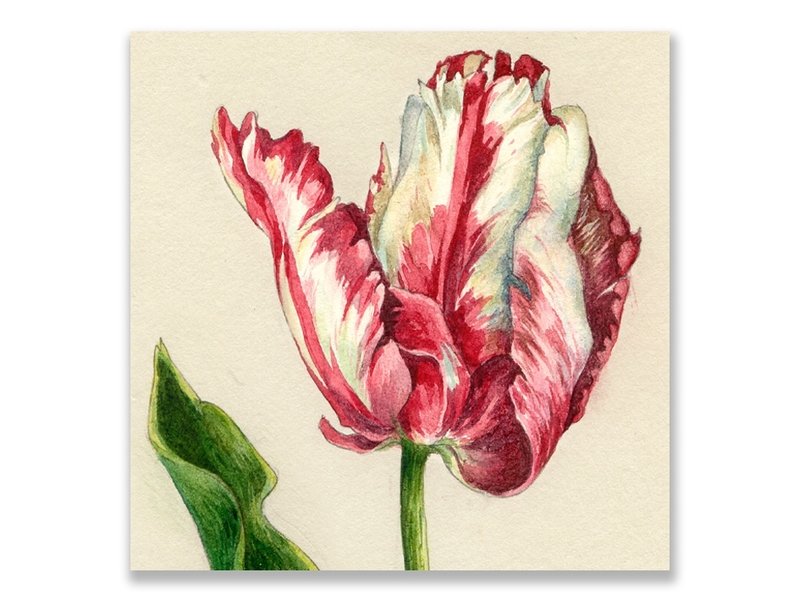Carte postale, tulipe perroquet, Ksenia