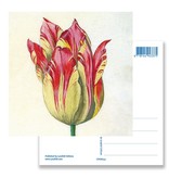 Carte postale, jaune avec tulipe rouge, Marrel