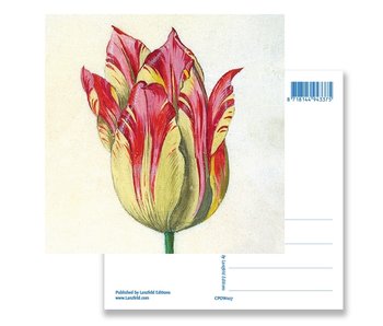 Ansichtkaart, Geel met rode tulp, Marrel