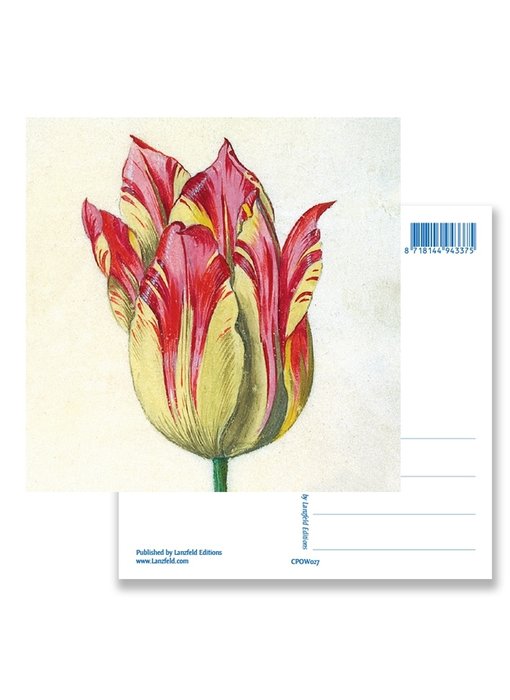Postal, amarillo con tulipán rojo, Marrel