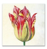 Carte postale, jaune avec tulipe rouge, Marrel