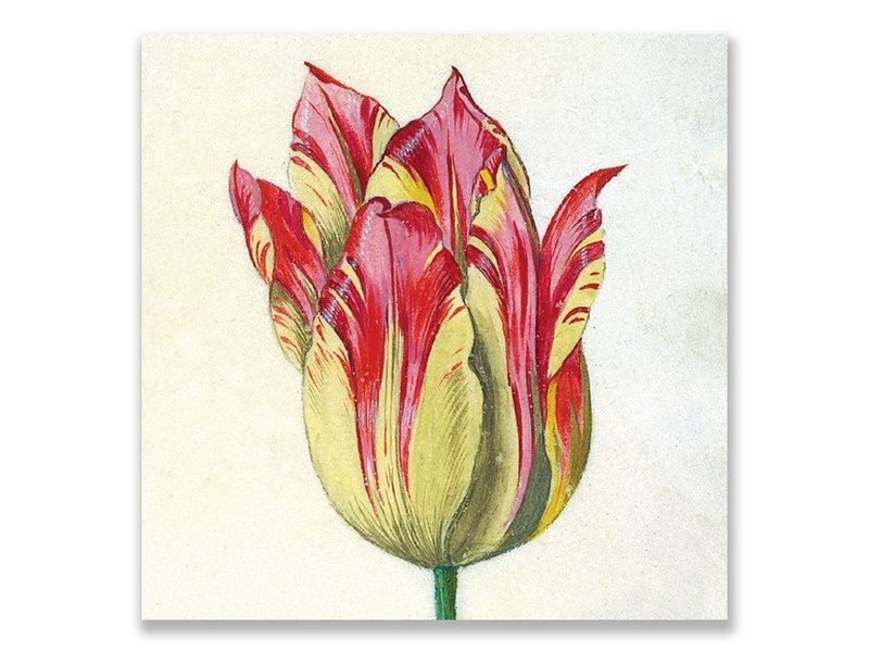 Postkarte, Gelb mit roter Tulpe, Marrel