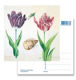 Postal, tulipanes, conchas e insectos. Marrel