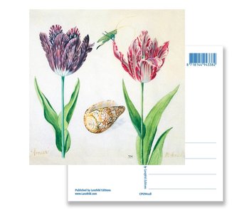 Postkarte, Tulpen, Muschel und Insekten. Marrel