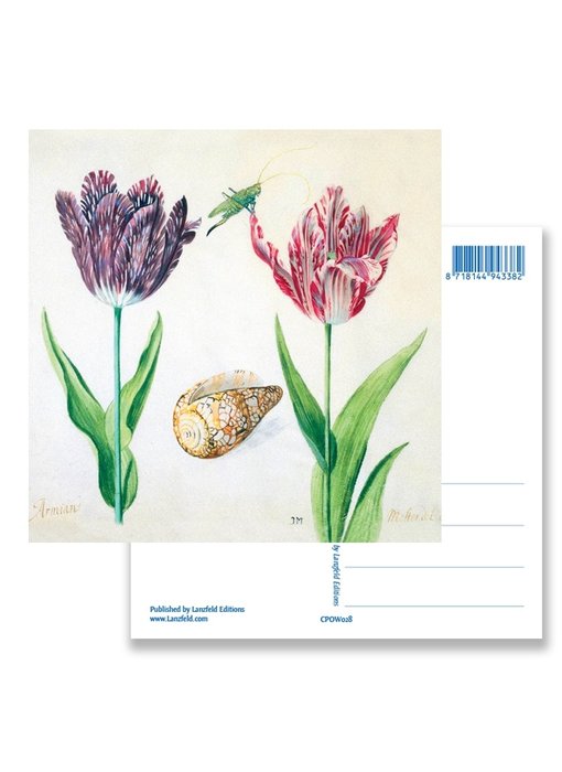 Postcard, Tulips, Shell and Insect, Marrel