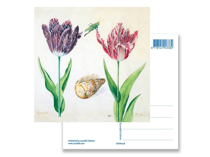 Ansichtkaart, Tulpen, schelp en insecten. Marrel