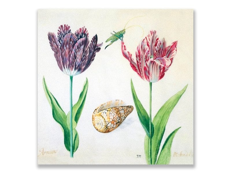Ansichtkaart, Tulpen, schelp en insecten. Marrel