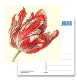 Carte postale, Tulipe (détail), Henstenburgh  (Teylers)