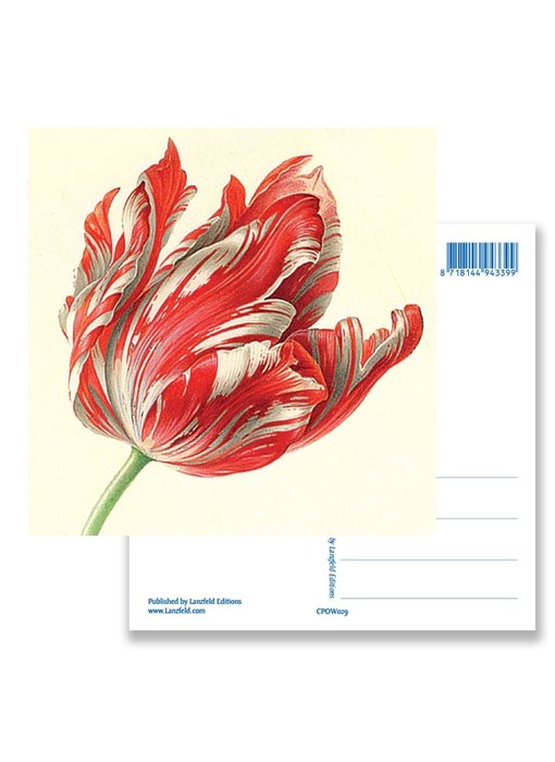 Postcard, Tulip (detail), Henstenburgh