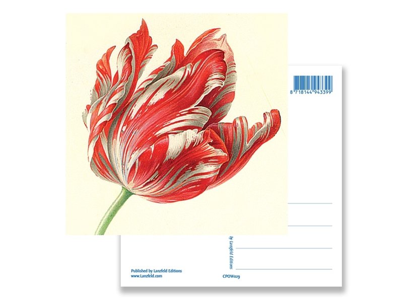 Postal, Tulipán (detalle), Henstenburgh  (Teylers)