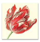 Postcard, Tulip (detail), Henstenburgh  (Teylers)