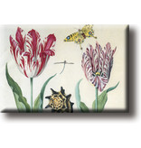 Fridge magnet, Two tulips, shell and insects, Marrel