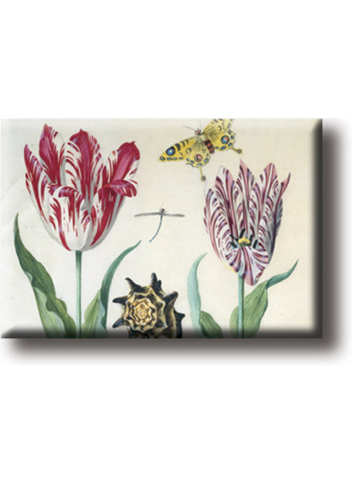 Fridge magnet, Two tulips, shell and insects, Marrel