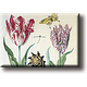 Imán de nevera, Dos tulipanes, concha e insectos, Marrel