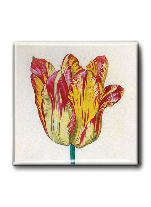 Imán de nevera, tulipán amarillo rojo, Marrel