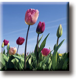 Fridge magnet, Field with tulips, photo